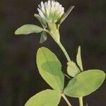 Trifolium squarrosum Other