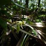 Angraecum calceolus 花