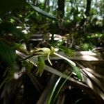 Angraecum calceolus Цвят