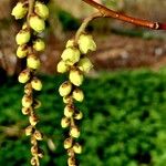 Stachyurus praecox Květ