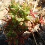 Sedum caespitosum Other