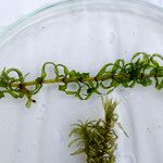 Elodea nuttallii Hoja