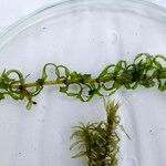 Elodea nuttallii Hostoa