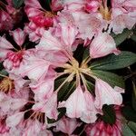 Rhododendron insigne Blomma