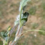 Trifolium stellatum Bark