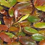 Potamogeton polygonifolius Fula