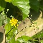 Lapsana communis 整株植物