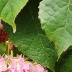 Dombeya wallichii Leaf