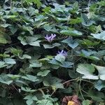 Ipomoea indica Flower