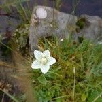 Parnassia palustris Flower