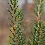 Erica scoparia Leaf