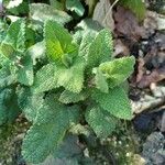 Teucrium scorodonia Blatt