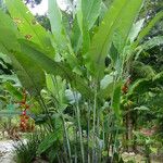 Heliconia collinsiana Blad