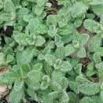 Cerastium semidecandrum Blad