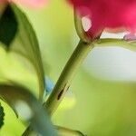 Hydrangea spp. Ŝelo