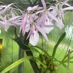 Laelia rubescens Кветка