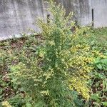 Artemisia chamaemelifolia Λουλούδι