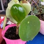 Peperomia polybotrya Blatt