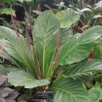 Anthurium jenmanii Habit