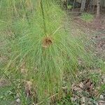 Cyperus giganteus Лист