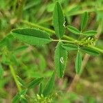 Melilotus albus Leaf