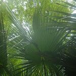 Sabal palmetto 葉