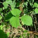 Rubus scabripes ഇല