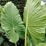 Alocasia macrorrhizos পাতা