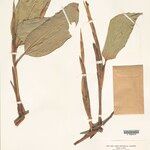 Ischnosiphon puberulus Fruto