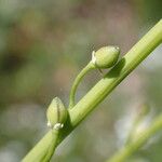 Calepina irregularis Fruit