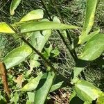 Vincetoxicum nigrum Leaf