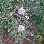 Symphyotrichum oolentangiense 花