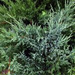 Juniperus chinensis Hábitos