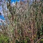 Arundo donax Habit