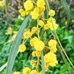 Acacia retinodes फूल