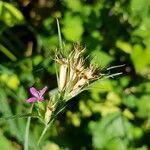 Dianthus armeria ফল