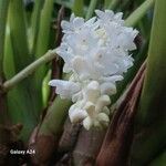 Bryobium hyacinthoides Cvet
