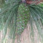 Pinus nigraFruit