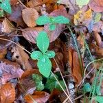 Lonicera periclymenum Leaf