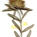 Teucrium montanum 花