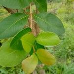 Garcinia huillensis Blad