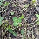Trifolium repens Foglia
