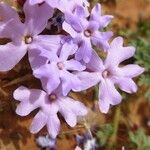 Verbena bipinnatifida फूल