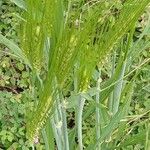 Hordeum vulgare Hábito