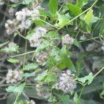 Senecio deltoideus Hoja
