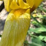 Iris variegata Kukka