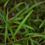 Ipomoea aquatica Blatt