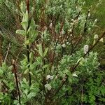 Salix hastata Blad