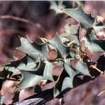 Berberis higginsiae Blad