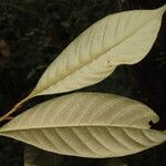 Pouteria austin-smithii Hoja